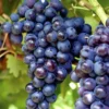 Seedless Black Grape Vine Plant - Summer Royal Live Grape Fruit Seedling - 2.5" Pot