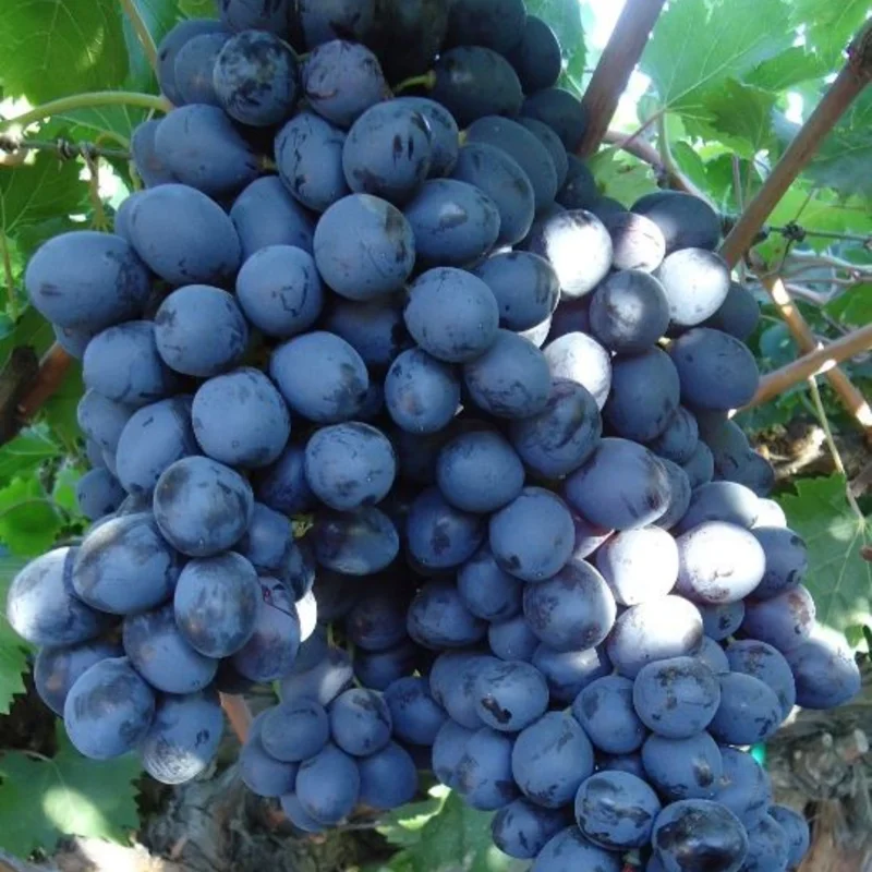Seedless Black Grape Vine Plant - Summer Royal Live Grape Fruit Seedling - 2.5" Pot