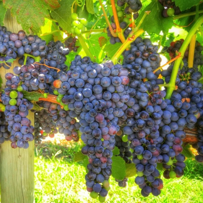 Seedless Black Grape Vine Plant - Summer Royal Live Grape Fruit Seedling - 2.5" Pot