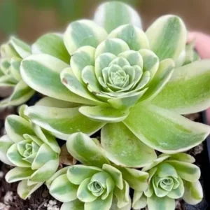 Greenovia Mountain Rose Succulent - 2 Inch Live Plant - Unique Aeonium Variety