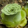 Greenovia Mountain Rose Succulent Plant Live - 4 Inch Pot - Garden Decor