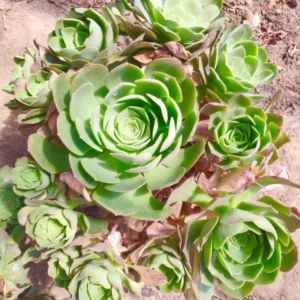 Greenovia Mountain Rose Succulent Plant Live - 4 Inch Pot - Garden Decor