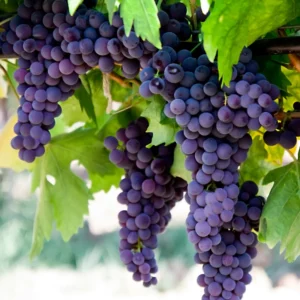 Grape Vine Plant Live - 1 Year Old - Ready for Planting