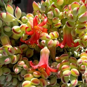 Cotyledon Pendens Succulent Live Plant - Trailing Houseplant, 2" Pot