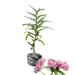 Milkweed Plant Live for Planting - Flower for Gardens Indoor Outdoor