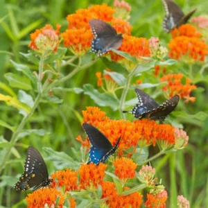 Butterfly Milkweed