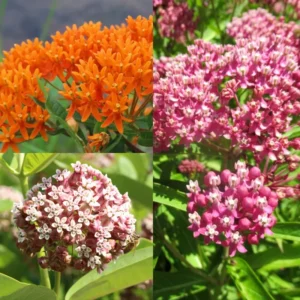 Milkweed Plants Live for Planting - 6 Varieties - Mixed Colors