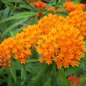 Milkweed Plants Live for Planting - 6 Varieties - Mixed Colors