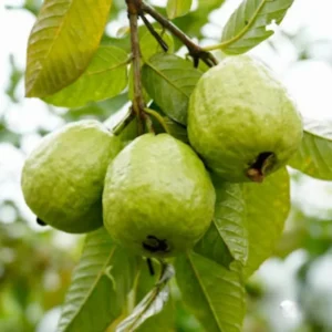 Pink Guava Trees Live Plant Set - 2 Guava Plants 5-9 Inches Tall