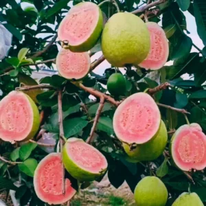 Pink Guava Trees Live Plant Set - 2 Guava Plants 5-9 Inches Tall