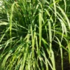 Lemongrass Plants Live - Pack of 3 Well-Rooted Herbs 5-9 Inches