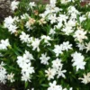 Jasmine Plant Live - Gardenia Jasmine - 5 to 9 Inches - Fragrant White Flowers
