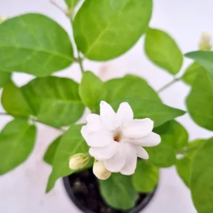 Maid of Orleans Jasmine Plant Live - 2 Pack - Fragrant White Flowers - Indoor Outdoor