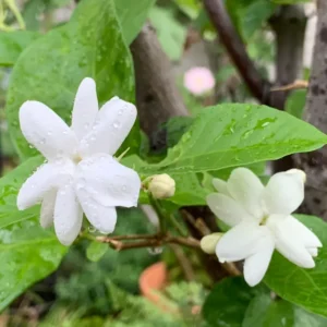 Maid of Orleans Jasmine Plant Live - 2 Pack - Fragrant White Flowers - Indoor Outdoor