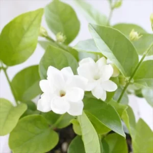 Maid of Orleans Jasmine Plant Live - 2 Pack - Fragrant White Flowers - Indoor Outdoor