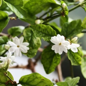 Maid of Orleans Jasmine Plant Live - 2 Pack - Fragrant White Flowers - Indoor Outdoor