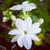 3 Arabian Jasmine Plants Live - Maid of Orleans Jasmine - 5-9 Inches - White Flowers