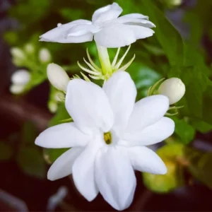 3 Arabian Jasmine Plants Live - Maid of Orleans Jasmine - 5-9 Inches - White Flowers