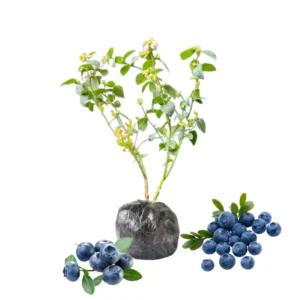 Blueberry Plants Live for Planting - Top Hat Blueberry Bushes 5-9 Inches