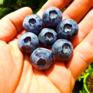 Blueberry Plants Live for Planting - Top Hat Blueberry Bushes 5-9 Inches