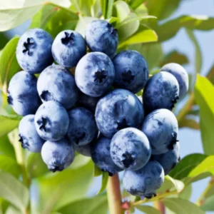 Blueberry Plants Live for Planting - Top Hat Blueberry Bushes 5-9 Inches