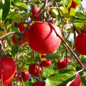 Honeycrisp Apple Tree Live Plant - 2 to 3 Feet - Red Apple Tree