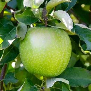 Granny Smith Apple Tree Plant - 2 to 3 Feet Tall - Green Apples