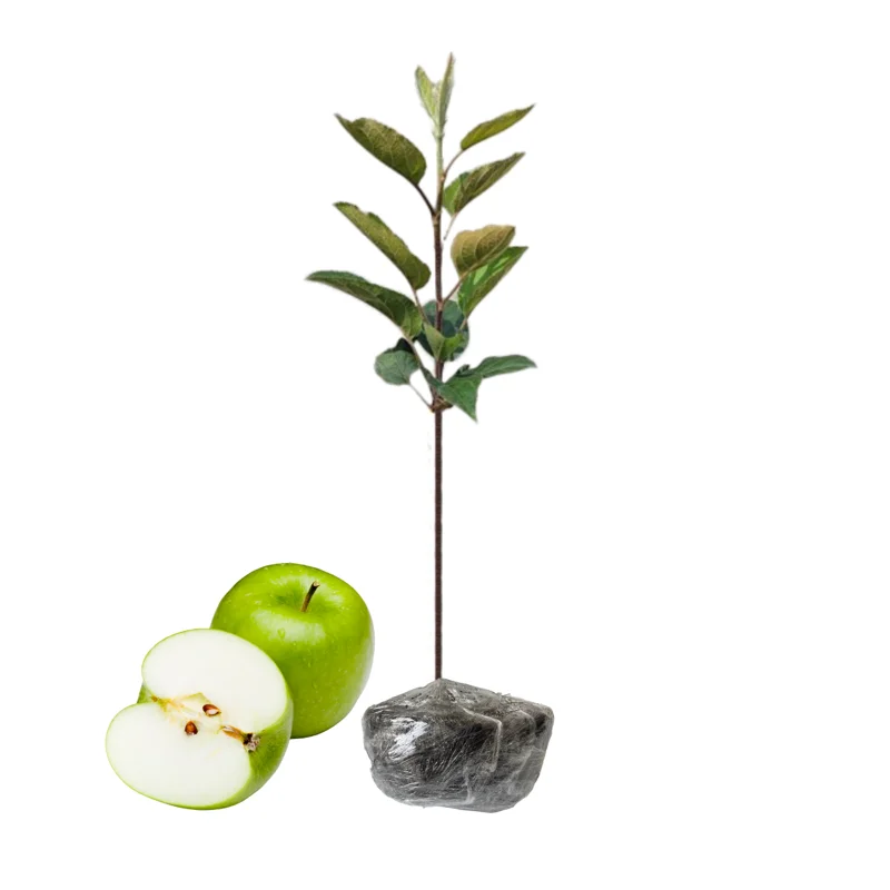 Granny Smith Apple Tree Live Plant - 2 to 3 Feet - Green Apple
