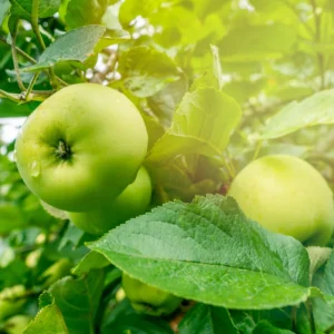 Granny Smith Apple Tree Plant - 2 to 3 Feet Tall - Green Apples