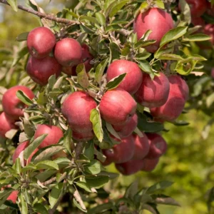Pink Apple Tree Live Plant - 2 to 3 Feet Tall - Pink Apple Tree