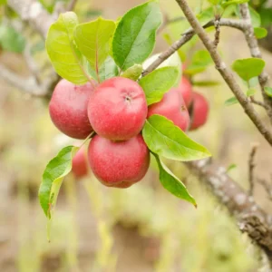 Pink Apple Tree Live Plant - 2 to 3 Feet Tall - Pink Apple Tree