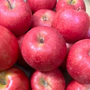 Pink Apple Tree Live Plant - 2 to 3 Feet Tall - Pink Apple Tree