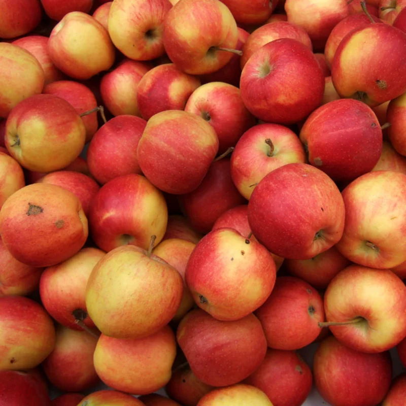 Gala Apple Tree Plant - 2 to 3 Feet Tall Red Apple Tree