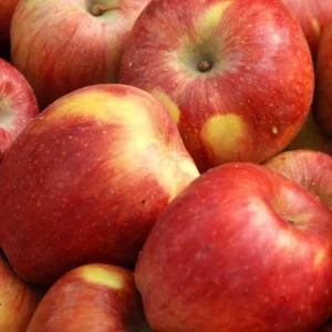 Gala Apple Tree Live Plant - 2 to 3 Feet Tall Red Apple Tree