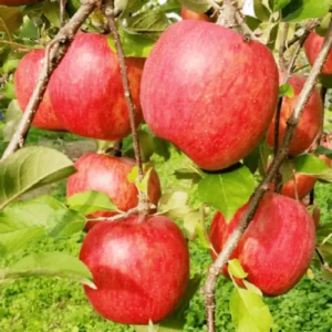 Gala Apple Tree Plant - 2 to 3 Feet Tall Red Apple Tree
