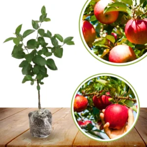 Apple Trees Live Plants - 3 to 4 Feet Tall Indoor Outdoor Trees