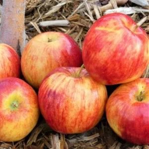 Apple Trees Live Plants - 3 to 4 Feet Tall Indoor Outdoor Trees