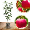 Pink Apple Tree Live Plants - 3 to 4 Feet Tall Indoor Outdoor