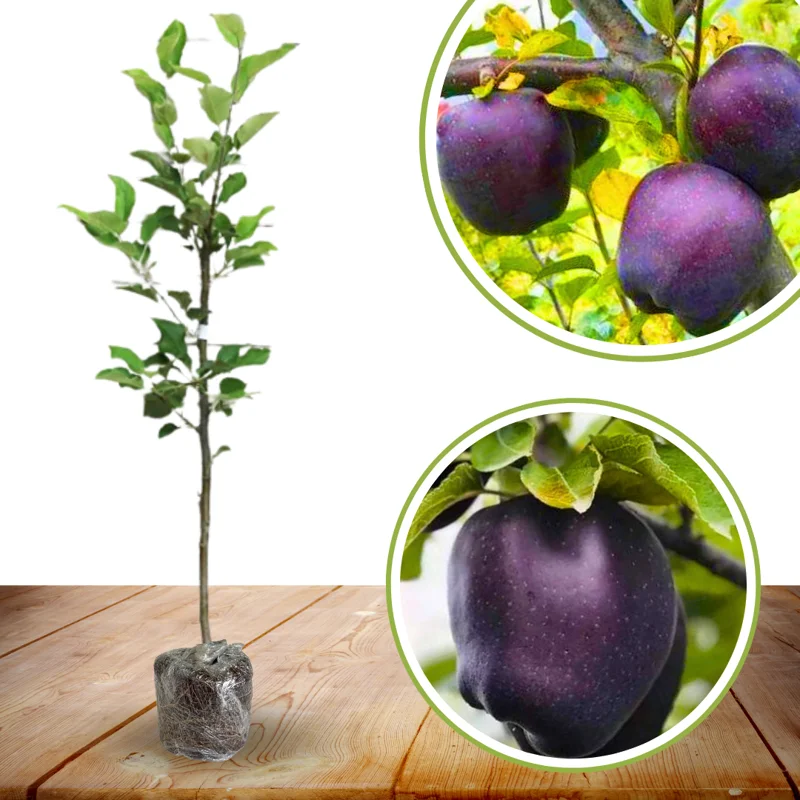 Black Apple Tree Plant Live 3 to 4 Feet Tall Indoor Outdoor