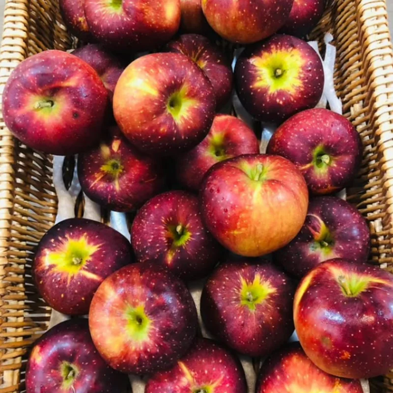 Black Apple Tree Plant Live 3 to 4 Feet Tall Indoor Outdoor