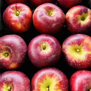 Black Apple Tree Plant Live 3 to 4 Feet Tall Indoor Outdoor