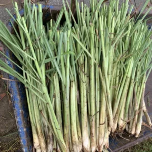 Lemongrass Live Plants Set of 2 5-9 Inches Green Indoor Outdoor Herbs