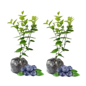 Blueray Blueberry Plants Live - Highbush Blueberry Bushes for Garden