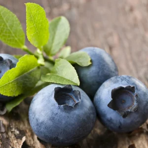 Blueray Blueberry Plants Live - Highbush Blueberry Bushes for Garden