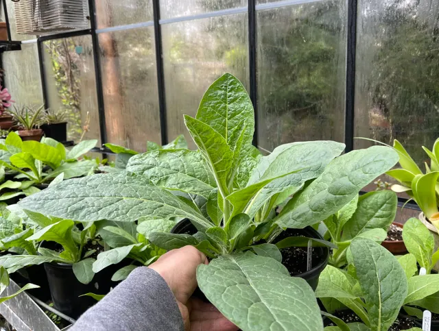 growing comfrey in pots