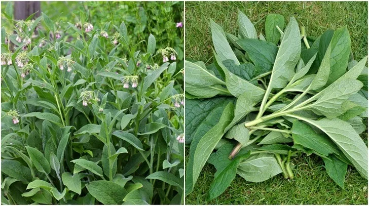comfrey-benefits