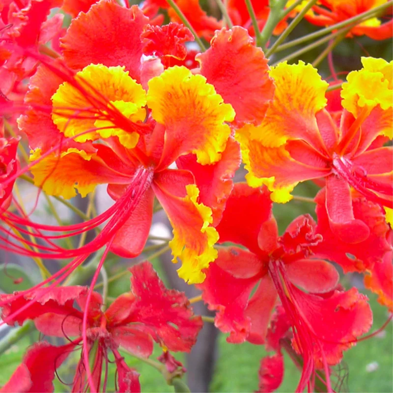 Tropical Shrub Peacock Barbados Pride Plant - 6 Inch Pot - Vibrant Flowers