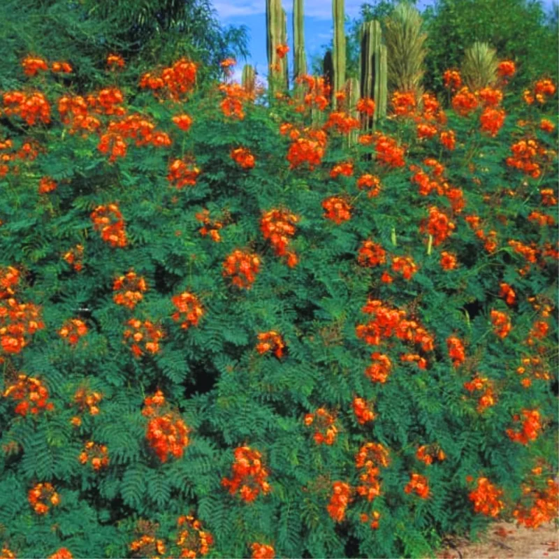 Tropical Shrub Peacock Barbados Pride Plant - 6 Inch Pot - Vibrant Flowers