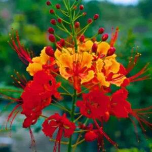 Mexican Bird of Paradise Plant Live - Peacock Shrub - 6 Inch Pot - Red Orange Flowers