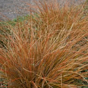 Bronco Grass Ornamental Live Plants - 4 Inch Pot - Bronze-Brown Grass